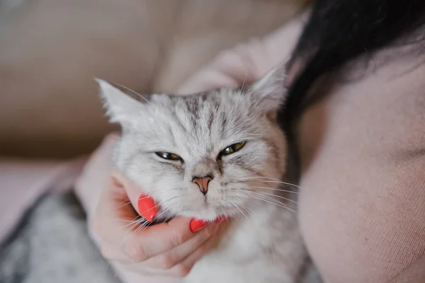 那女孩抱着一只小猫 小猫在一个女孩的怀里 那女孩抱着一只小猫咪 — 图库照片