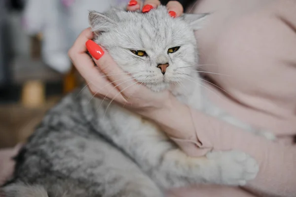 Skotsk Kattunge Händerna Flicka Rolig Grå Katt — Stockfoto
