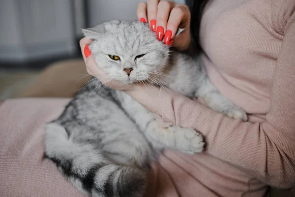 Skotsk Kattunge Händerna Flicka Rolig Grå Katt — Stockfoto