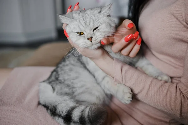 Schottisches Kätzchen Den Händen Eines Mädchen Lustige Graue Katze — Stockfoto