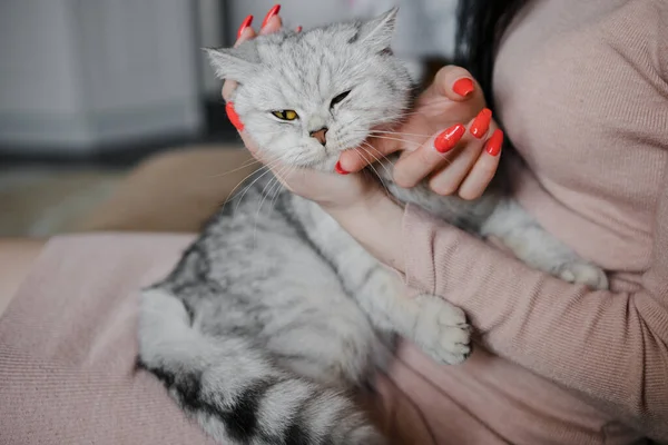 Scottish Γατάκι Στα Χέρια Ενός Κοριτσιού Αστεία Γκρι Γάτα — Φωτογραφία Αρχείου