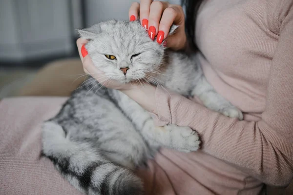 苏格兰猫在一个女孩手里 有趣的灰色猫 — 图库照片