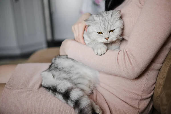 Schottisches Kätzchen Den Händen Eines Mädchen Lustige Graue Katze — Stockfoto