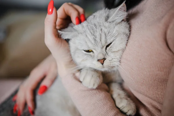 Scottish Γατάκι Στα Χέρια Ενός Κοριτσιού Αστεία Γκρι Γάτα — Φωτογραφία Αρχείου