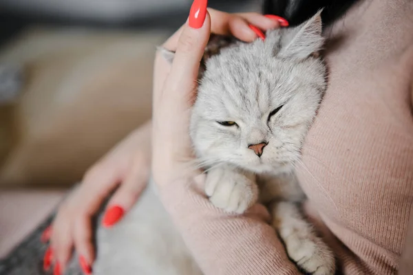 Skotsk Kattunge Händerna Flicka Rolig Grå Katt — Stockfoto