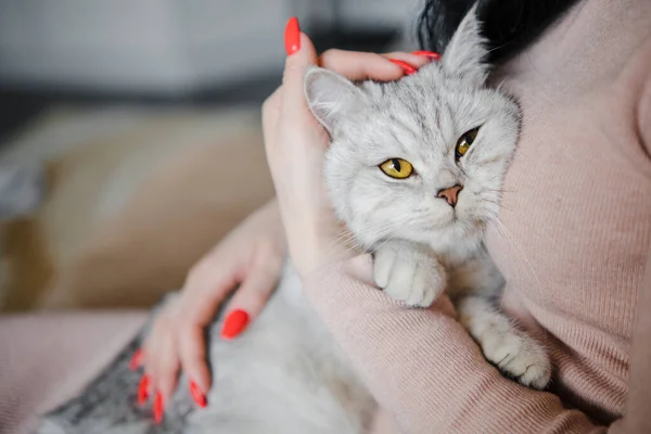 Skotsk Kattunge Händerna Flicka Rolig Grå Katt — Stockfoto