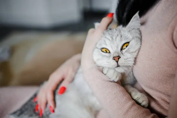 Skotsk Kattunge Händerna Flicka Rolig Grå Katt — Stockfoto