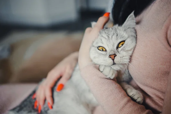 Skotsk Kattunge Händerna Flicka Rolig Grå Katt — Stockfoto