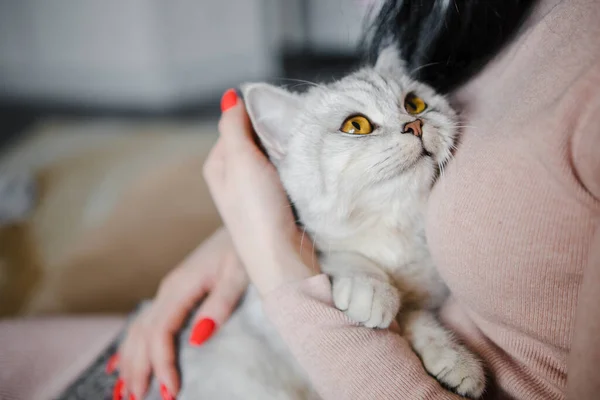 Gatinho Escocês Nas Mãos Uma Menina Gato Cinza Engraçado — Fotografia de Stock