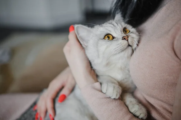 Bir Kızın Elinde Skoç Kedisi Komik Gri Kedi — Stok fotoğraf