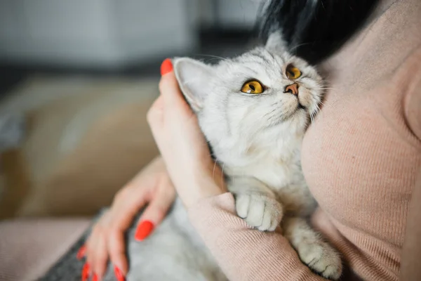 Schottisches Kätzchen Den Händen Eines Mädchen Lustige Graue Katze — Stockfoto
