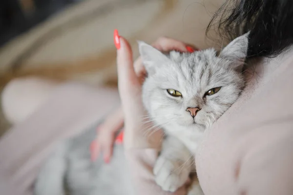 Gatinho Escocês Nas Mãos Uma Menina Gato Cinza Engraçado — Fotografia de Stock