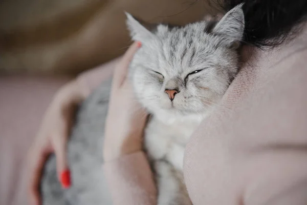 女の子の手にスコットランドの子猫 面白い灰色の猫 — ストック写真
