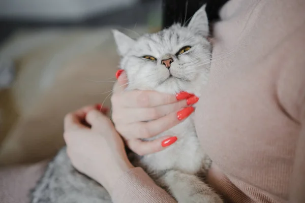Gatinho Escocês Nas Mãos Uma Menina Gato Cinzento Engraçado — Fotografia de Stock