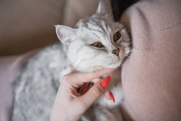 苏格兰的小猫在一个女孩的手里 有趣的灰猫 — 图库照片
