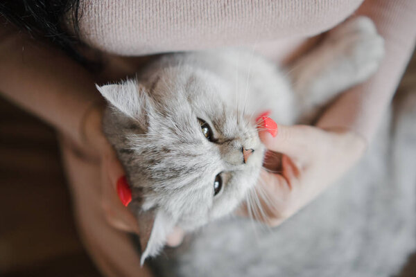 Scottish kitten in the hands of a girl. Funny gray cat.