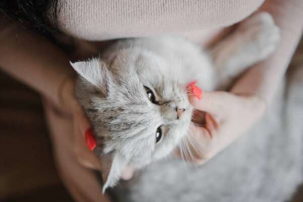 Scottish kitten in the hands of a girl. Funny gray cat.