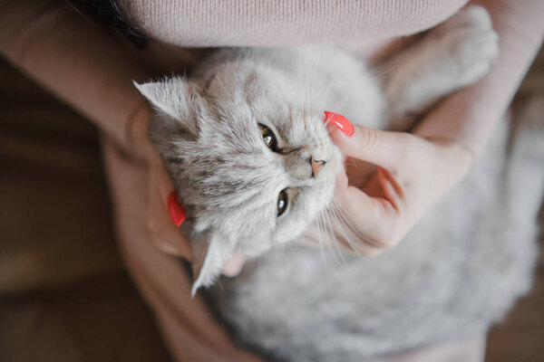 Scottish kitten in the hands of a girl. Funny gray cat.