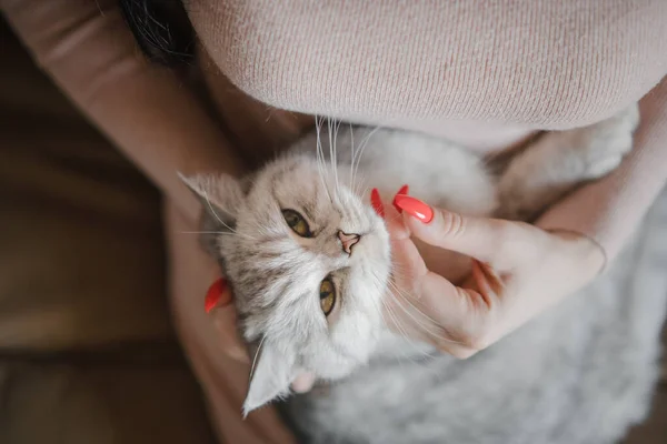 Gatinho Escocês Nas Mãos Uma Menina Gato Cinzento Engraçado — Fotografia de Stock