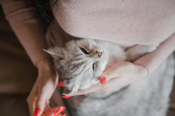 Schottisches Kätzchen Den Händen Eines Mädchens Lustige Graue Katze — Stockfoto