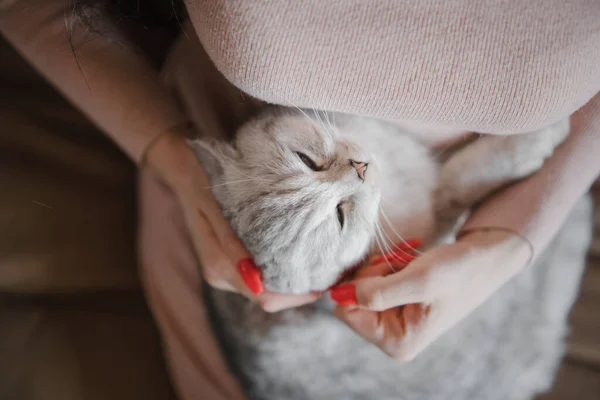 Gatito Escocés Manos Una Chica Gato Gris Divertido —  Fotos de Stock