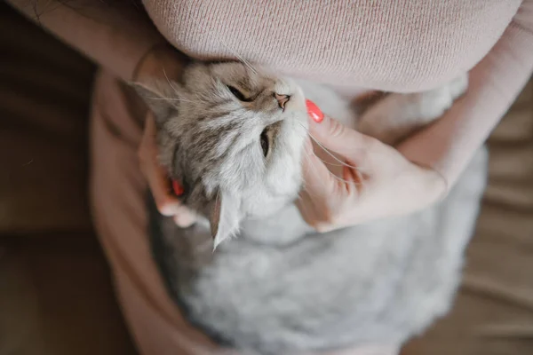 Gatito Escocés Manos Una Chica Gato Gris Divertido —  Fotos de Stock