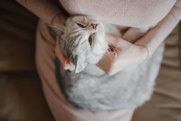 Szkocki Kotek Rękach Dziewczyny Śmieszny Siwy Kot — Zdjęcie stockowe