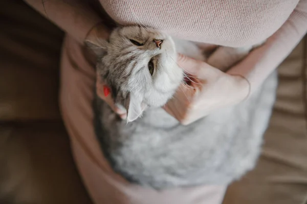 Skotsk Kattunge Händerna Flicka Rolig Grå Katt — Stockfoto