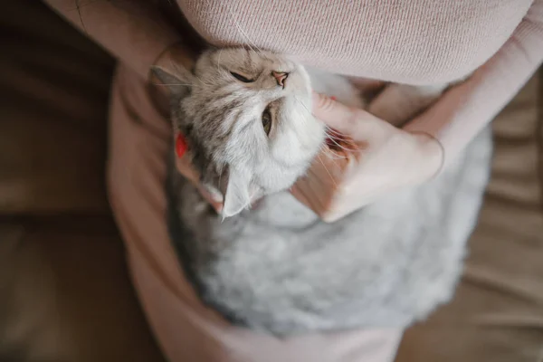 Gatito Escocés Manos Una Chica Gato Gris Divertido — Foto de Stock