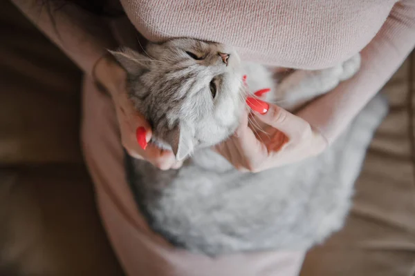 Skotsk Kattunge Händerna Flicka Rolig Grå Katt — Stockfoto