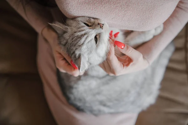 Gatinho Escocês Nas Mãos Uma Menina Gato Cinzento Engraçado — Fotografia de Stock