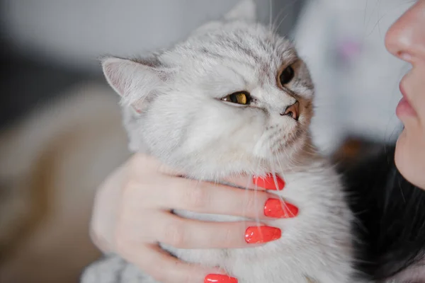 Skotsk Kattunge Händerna Flicka Rolig Grå Katt — Stockfoto