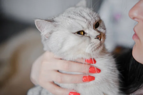 Gatito Escocés Manos Una Chica Gato Gris Divertido —  Fotos de Stock