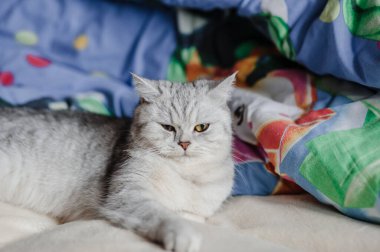 Scottish Fold cat is looking away clipart