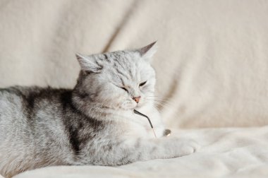 İskoç Katlayan Kedi başka tarafa bakıyor