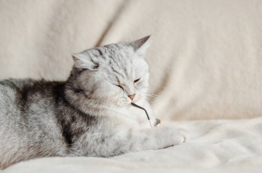 İskoç Katlayan Kedi başka tarafa bakıyor