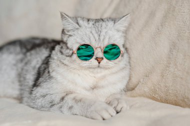 Gözlüklü kedi. İskoç soyunun komik kedisi..