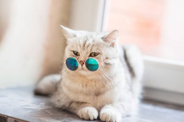 Beyaz battaniyeye uzanmış şirin tekir kedi. Komik ev hayvanı. Rahatlama ve rahatlama kavramı. Tatlı rüyalar..