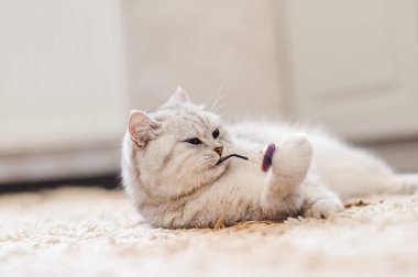 Gri kedi yumuşak beyaz bir battaniyenin üzerinde uyur, rahat bir ev ve tatil konsepti, sevimli ışık veya komik küçük bir kedi.