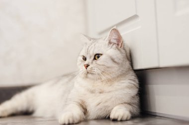 Gri kedi yumuşak beyaz bir battaniyenin üzerinde uyur, rahat bir ev ve tatil konsepti, sevimli ışık veya komik küçük bir kedi.