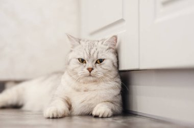 Gri kedi yumuşak beyaz bir battaniyenin üzerinde uyur, rahat bir ev ve tatil konsepti, sevimli ışık veya komik küçük bir kedi.