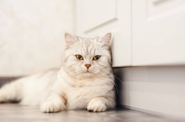 Gri kedi yumuşak beyaz bir battaniyenin üzerinde uyur, rahat bir ev ve tatil konsepti, sevimli ışık veya komik küçük bir kedi.