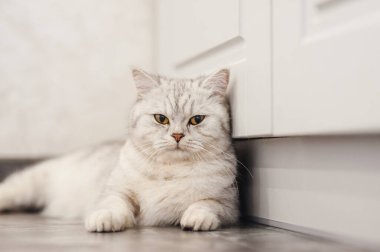Gri kedi yumuşak beyaz bir battaniyenin üzerinde uyur, rahat bir ev ve tatil konsepti, sevimli ışık veya komik küçük bir kedi.