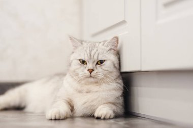 Gri kedi yumuşak beyaz bir battaniyenin üzerinde uyur, rahat bir ev ve tatil konsepti, sevimli ışık veya komik küçük bir kedi.