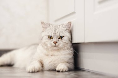 Tembel bir İngiliz kısa saçlı kedisi apartmandaki bir kanepede uyuyor.