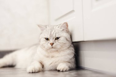 Tembel bir İngiliz kısa saçlı kedisi apartmandaki bir kanepede uyuyor.