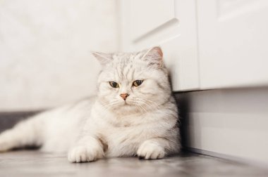 Tembel bir İngiliz kısa saçlı kedisi apartmandaki bir kanepede uyuyor.