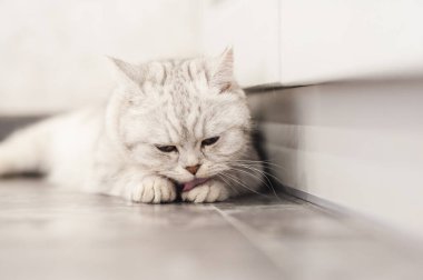 Tembel bir İngiliz kısa saçlı kedisi apartmandaki bir kanepede uyuyor.