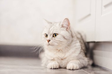 Tembel bir İngiliz kısa saçlı kedisi apartmandaki bir kanepede uyuyor.