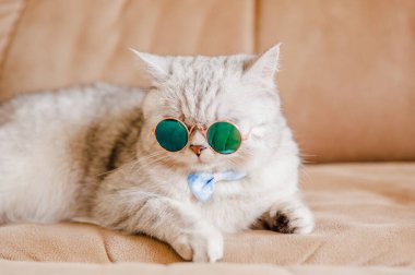 Gözlüklü komik kedi..